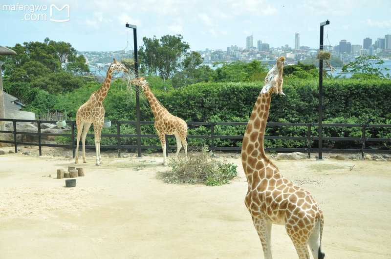Taronga Zoo-Meadow Lightspire