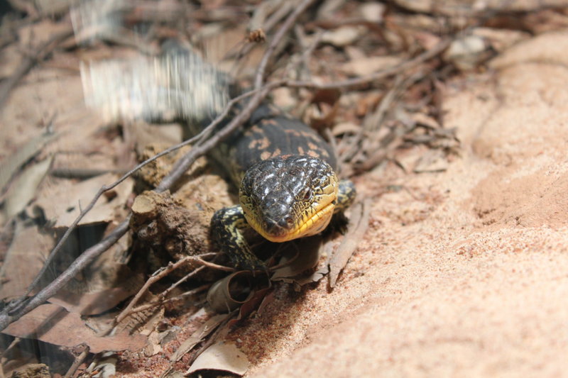 WILD LIFE Sydney Zoo-Lydia Wright