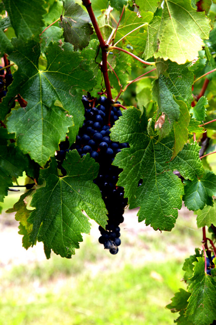 Hunter Valley-Eden Fitzgerald