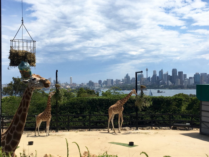 Taronga Zoo-Storm Nighthollow