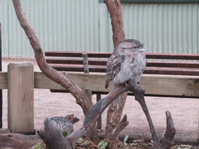 WILD LIFE Sydney Zoo-Gabriella Hall