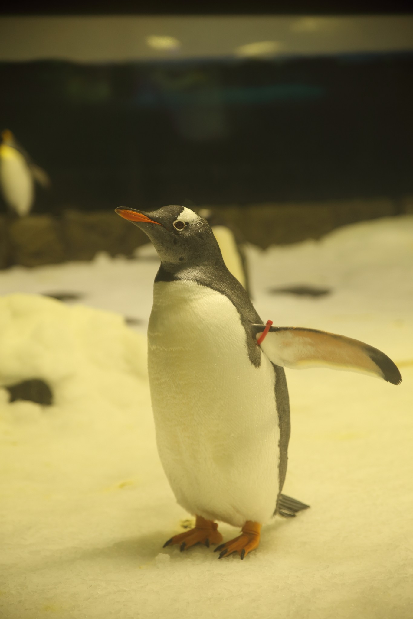 SEA LIFE Sydney Aquarium-Samuel Collins