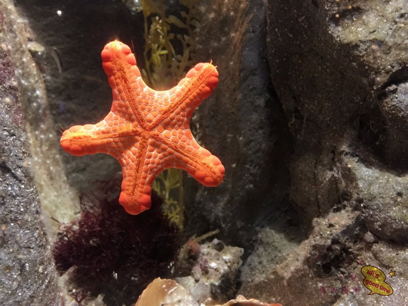 SEA LIFE Sydney Aquarium-Jack Howard