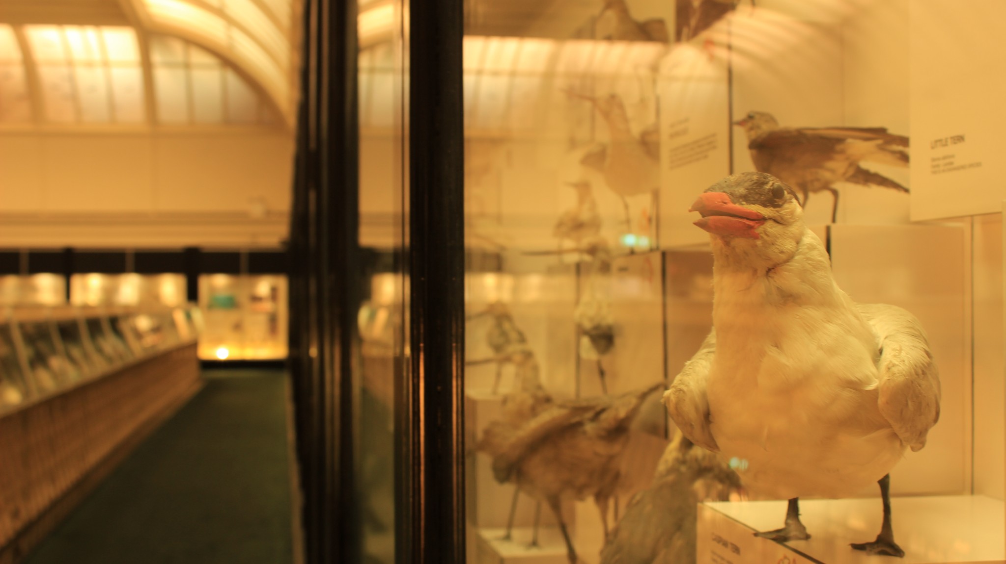 Australian Museum-Zara Gibson