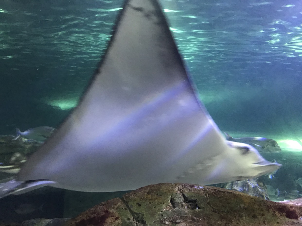 SEA LIFE Sydney Aquarium-Charlotte Garcia