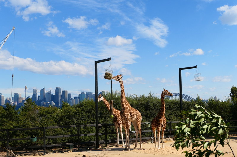 Taronga Zoo-Nova Ravenspire