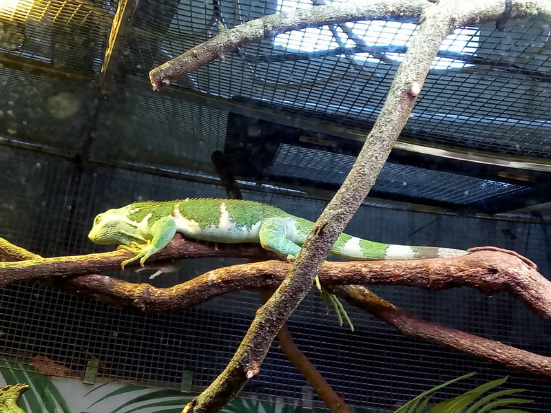 Taronga Zoo-Kai Dawnhaven