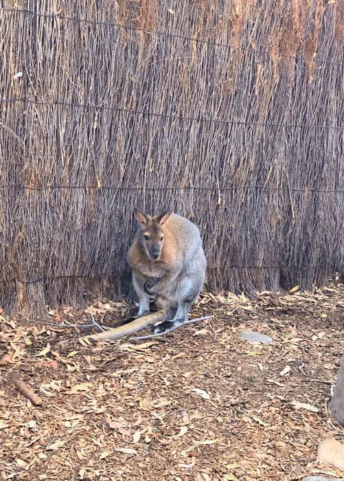 Taronga Zoo-Asher Ravenhaven