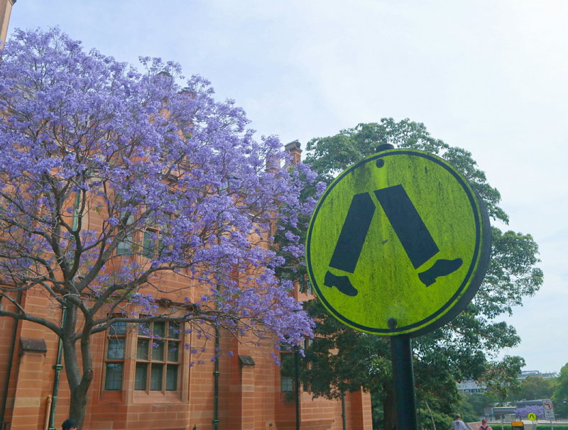Sydney Uni-Phoenix Brightrise