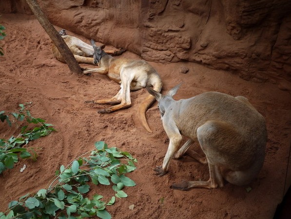 WILD LIFE Sydney Zoo-Chase Sullivan
