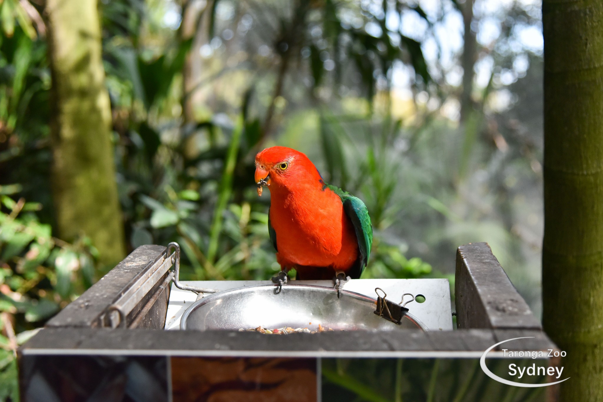 Taronga Zoo-Ivy Brighthaven