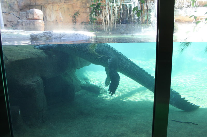 WILD LIFE Sydney Zoo-Lydia Wright