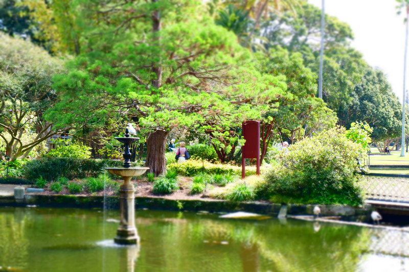 Royal Botanic Garden-Victoria Reed