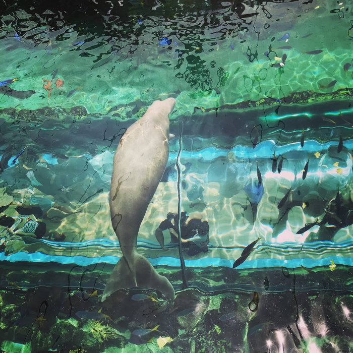 SEA LIFE Sydney Aquarium-Scarlett Rogers