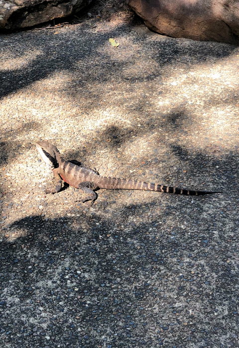 Taronga Zoo-Asher Ravenhaven