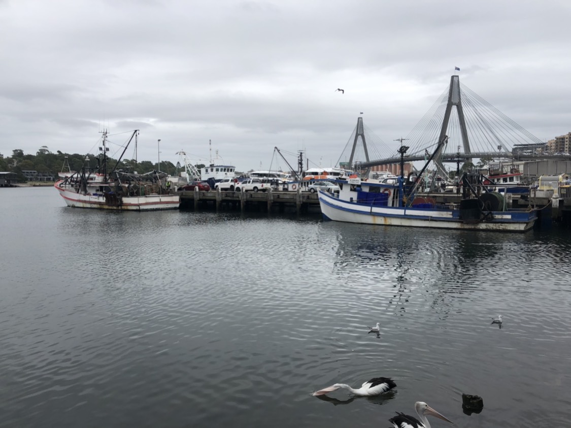 Sydney Fish Market-Hannah Ward