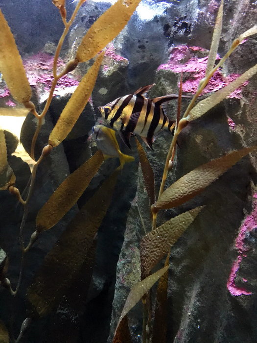 SEA LIFE Sydney Aquarium-Elizabeth Cox