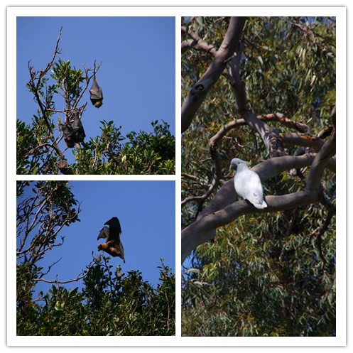 Royal Botanic Garden-Isabel Bailey
