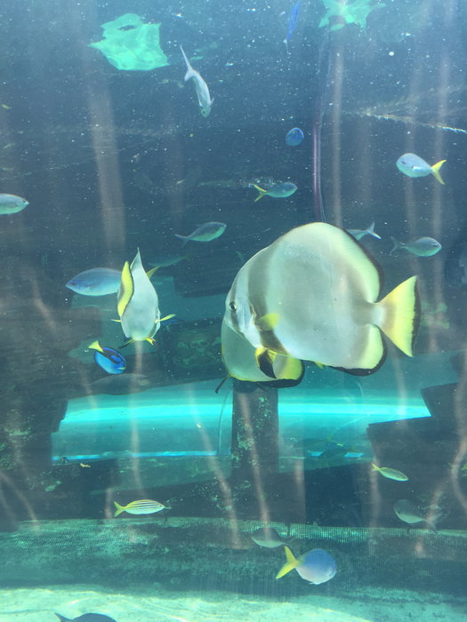 SEA LIFE Sydney Aquarium-Amelia Wright