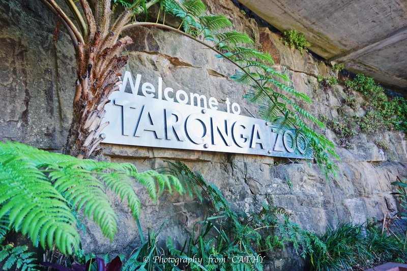 Taronga Zoo-Atlas Kingsley
