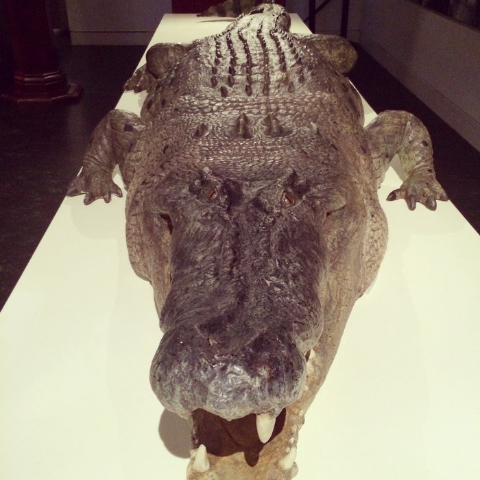 Australian Museum-Sienna Hayes