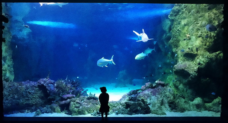 SEA LIFE Sydney Aquarium-Lucas Moore