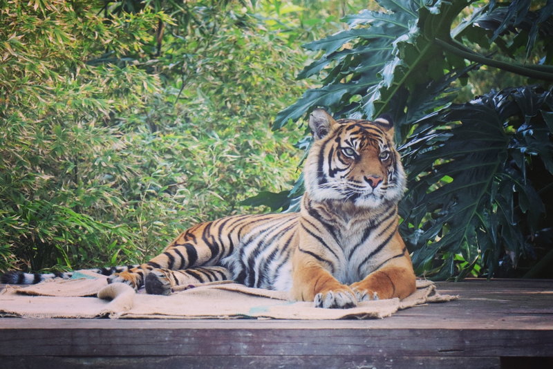 Taronga Zoo-Rain Stormspire