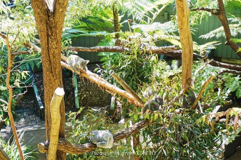 Taronga Zoo-Atlas Kingsley