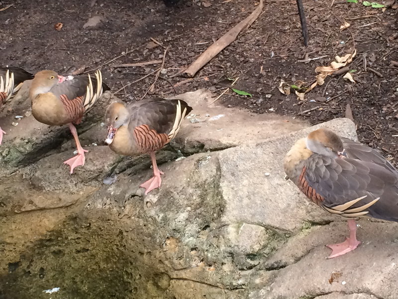 WILD LIFE Sydney Zoo-Aria Campbell