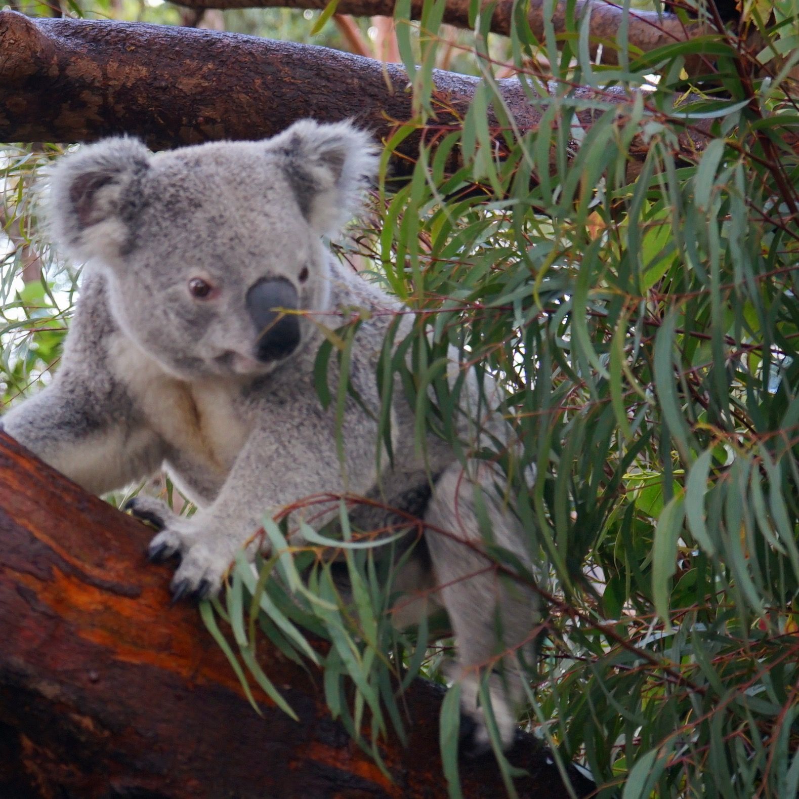 Taronga Zoo-Aurora Starhaven