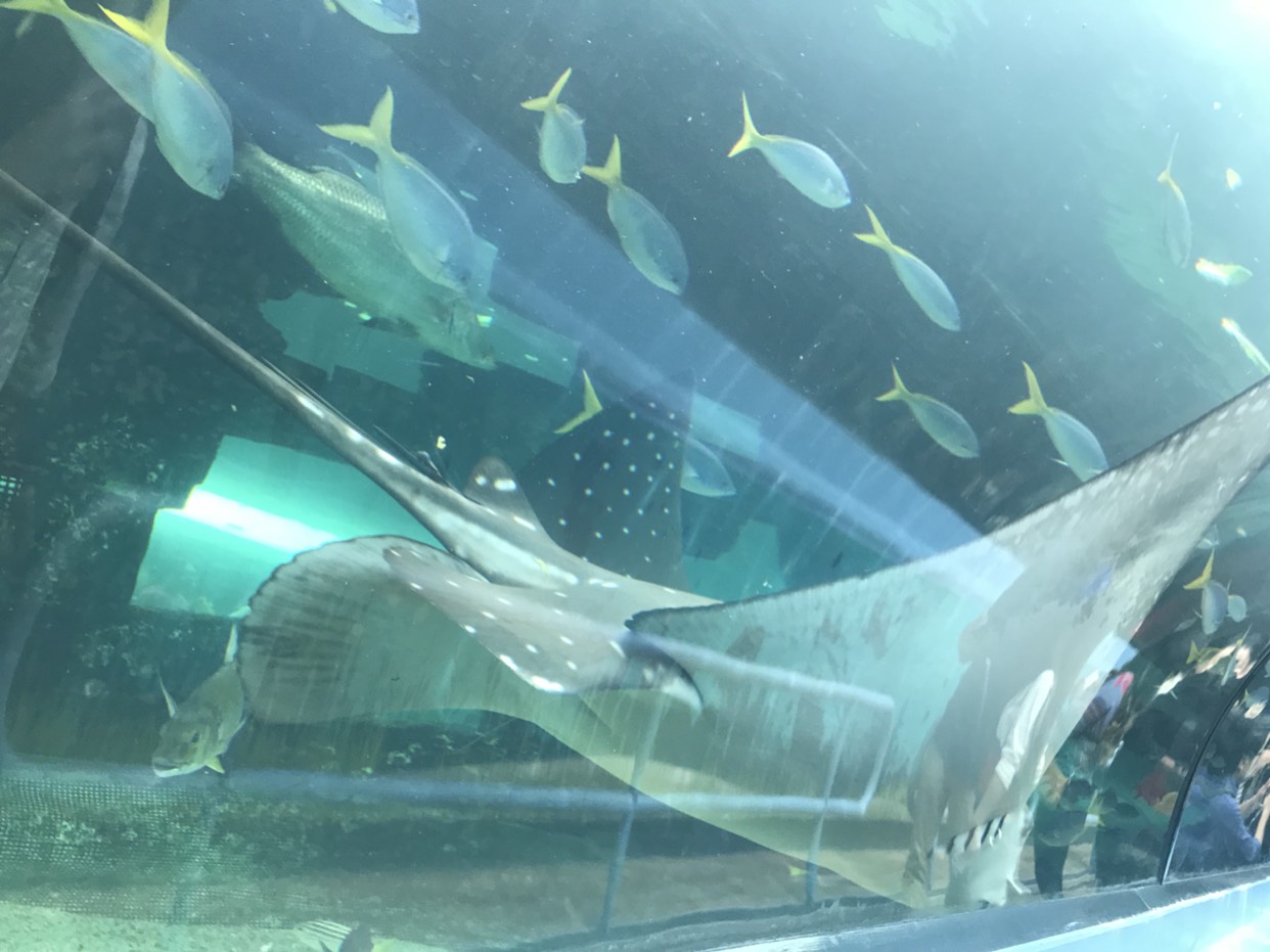 SEA LIFE Sydney Aquarium-Charlotte Garcia