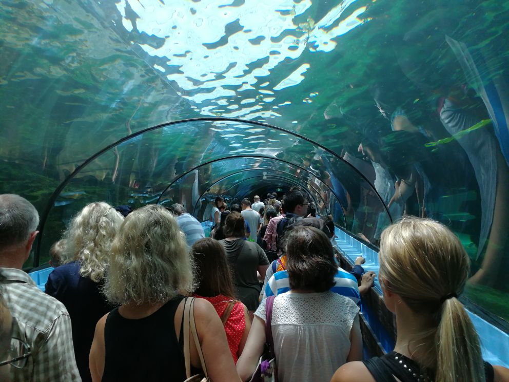 SEA LIFE Sydney Aquarium-Henry Lee