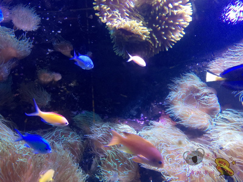 SEA LIFE Sydney Aquarium-Jack Howard