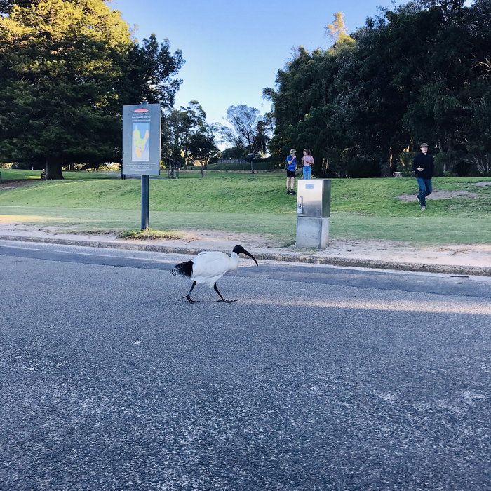 Royal Botanic Garden-Elena Wilson
