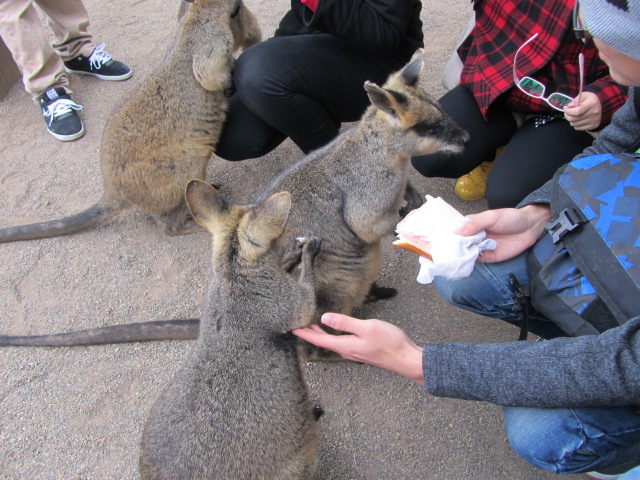 WILD LIFE Sydney Zoo-Gabriella Hall