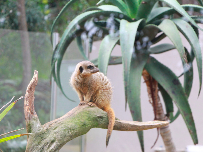 Taronga Zoo-Atlas Sunvale