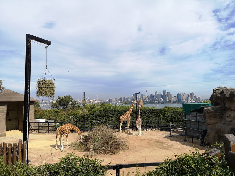 Taronga Zoo-Sage Moonvalley