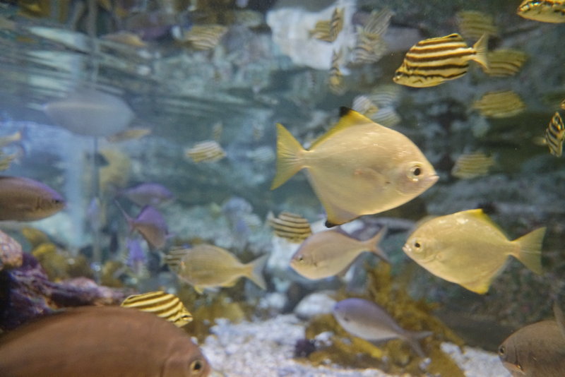 SEA LIFE Sydney Aquarium-Noah Taylor