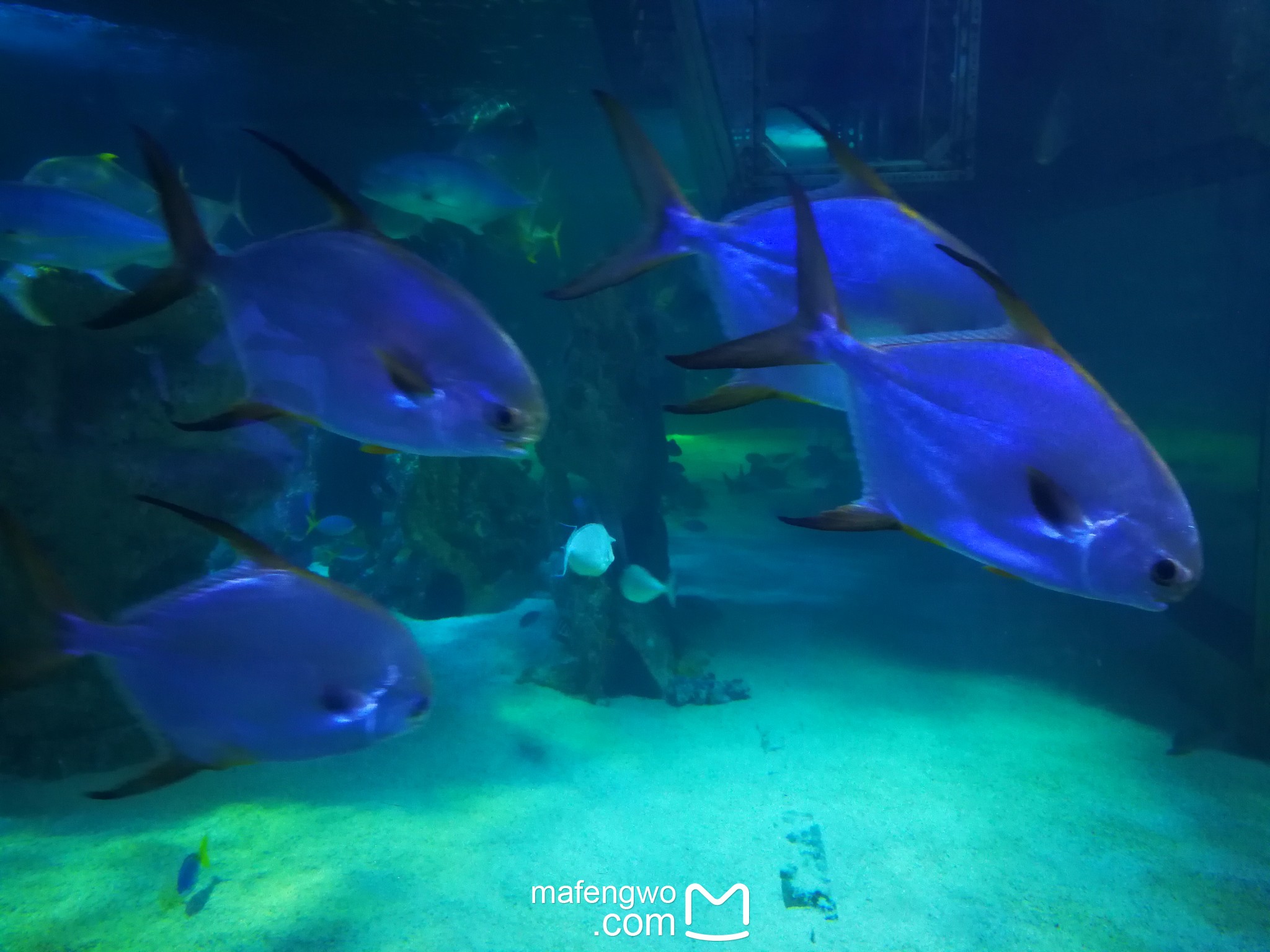 SEA LIFE Sydney Aquarium-Ava Martinez