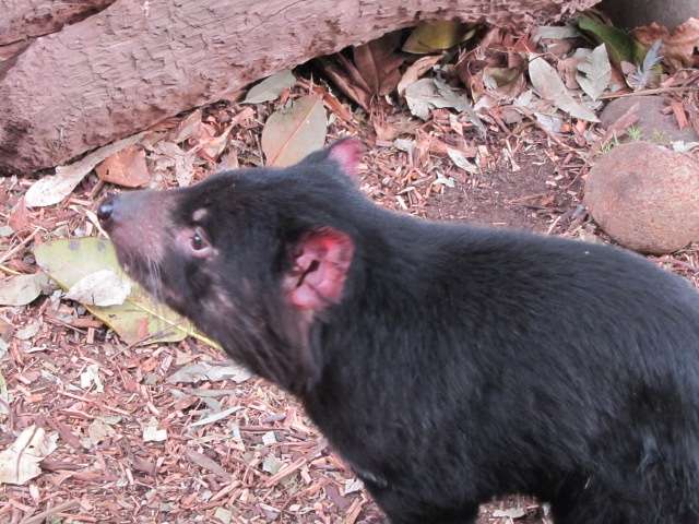 WILD LIFE Sydney Zoo-Gabriella Hall