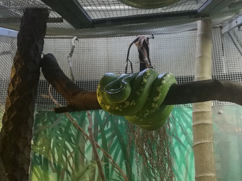 Taronga Zoo-Kai Dawnhaven