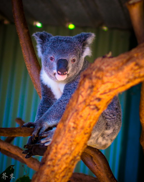 WILD LIFE Sydney Zoo-Adam Hughes