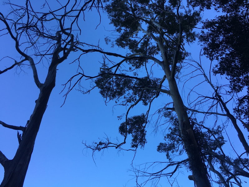 Blue Mountains-Raven Blackburn