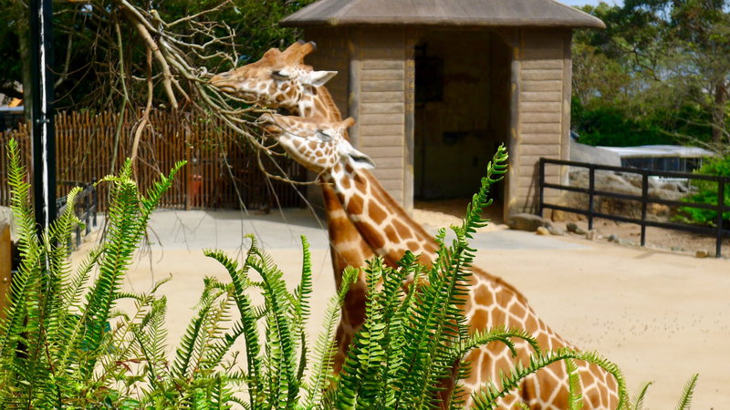 Taronga Zoo-Willow Stormvale