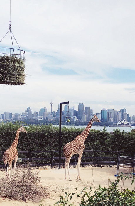 Taronga Zoo-Asher Ravenhaven