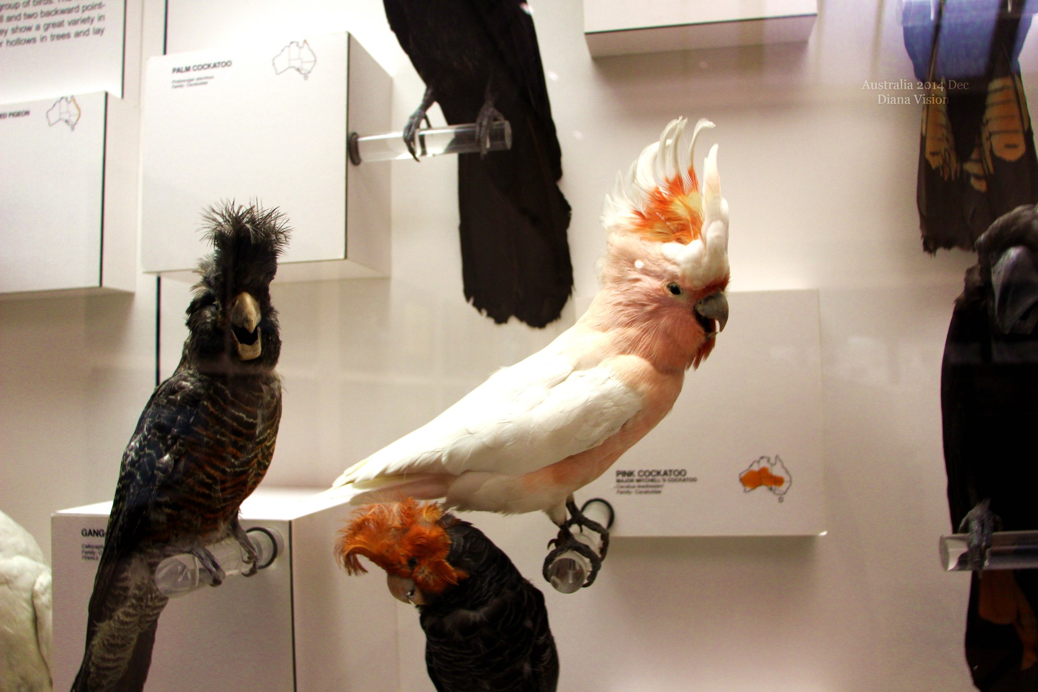 Australian Museum-Brady Fuller