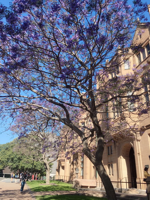 Sydney Uni-Eden Stormlight