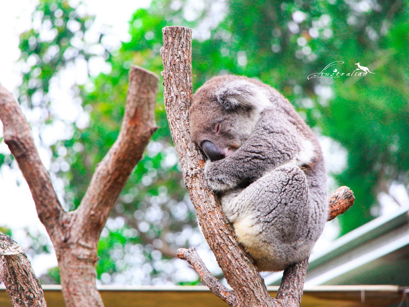 Taronga Zoo-Atlas Sunvale