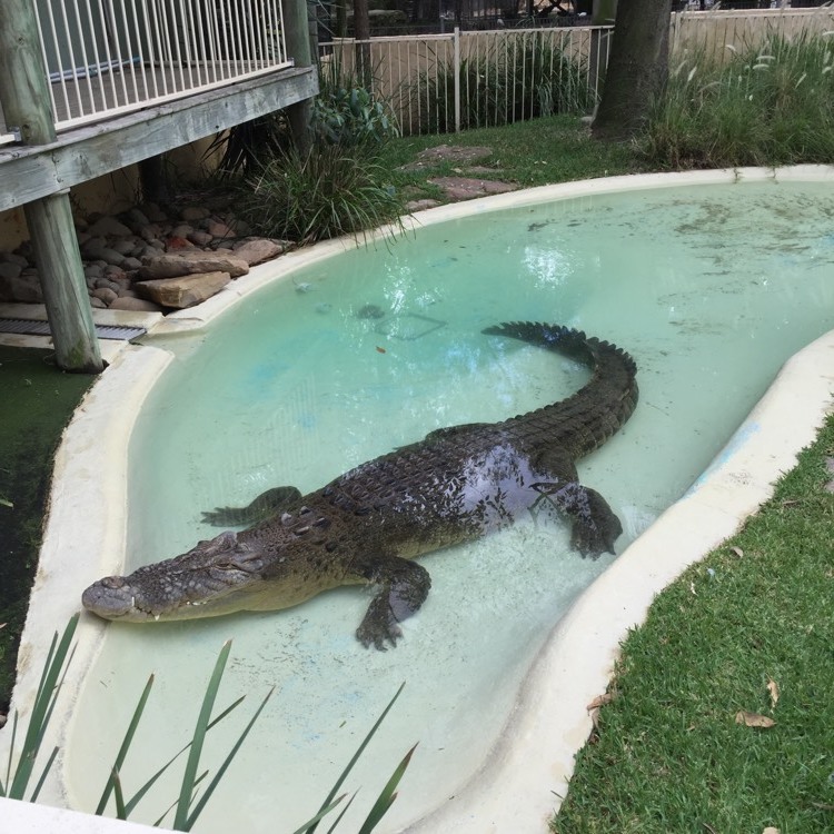 WILD LIFE Sydney Zoo-Caleb Robinson