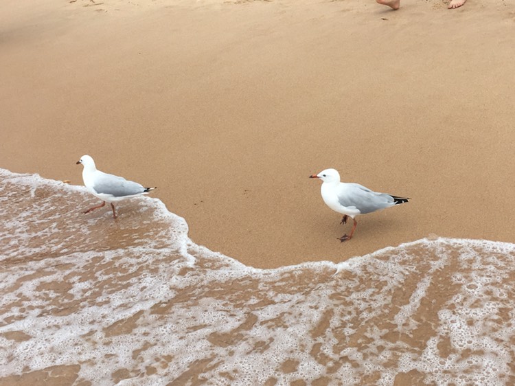 Manly Beach-Adrian Silverstein